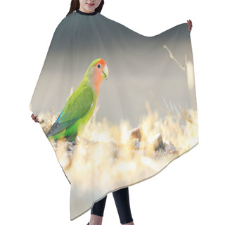 Personality  Red Headed Lovebird Perched On The Ground In Arizona Hair Cutting Cape