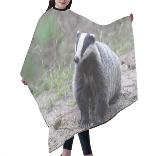 Personality  Close Up Of Cute Badger Hair Cutting Cape