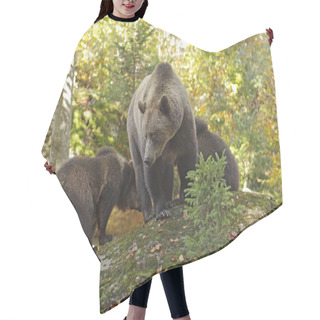 Personality  Brown Bear Into The Forest Hair Cutting Cape