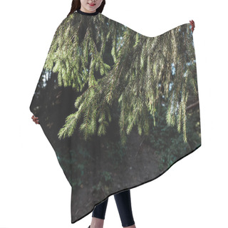 Personality  Sunshine On Branches Of Evergreen Pine Tree  Hair Cutting Cape