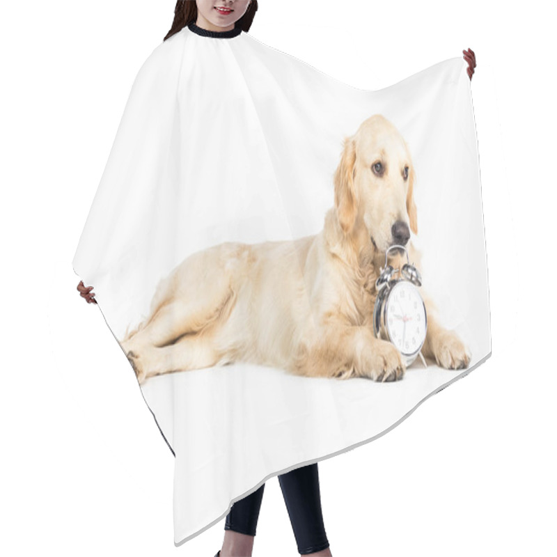 Personality  Dog With Alarm Clock  Hair Cutting Cape