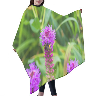 Personality  Bumblebee On Liatris Pollinates A Flower. Bumblebee Closeup. Soft Selective Focus Hair Cutting Cape