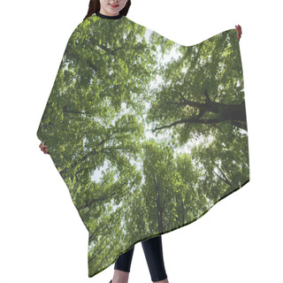 Personality  Green Summer Trees Hair Cutting Cape
