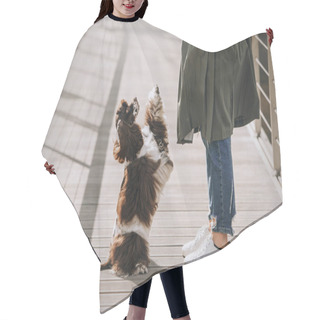 Personality  American Cocker Spaniel Dog Begging Outdoors With Owner Hair Cutting Cape