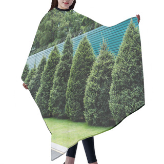Personality  Fluffy Green Fir Trees On Grass Near Fence In Summertime  Hair Cutting Cape