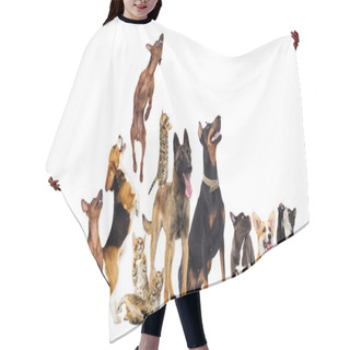 Personality  Group Of Animals Looking Up On A White Background Hair Cutting Cape