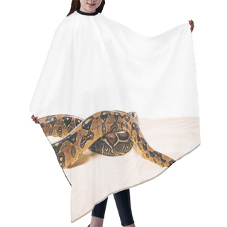 Personality  Python On Sand On White Background With Copy Space Hair Cutting Cape