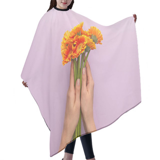 Personality  Cropped View Of Woman Holding Orange Gerbera Flowers On Violet Background Hair Cutting Cape