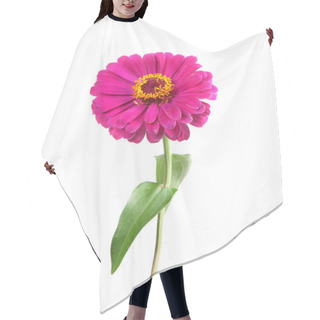 Personality  Zinnia Isolated On White Hair Cutting Cape