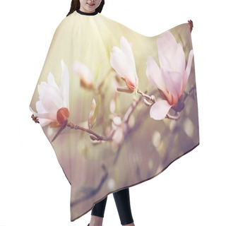 Personality  Close View Of Blooming Magnolia Branches In Sunbeams Hair Cutting Cape