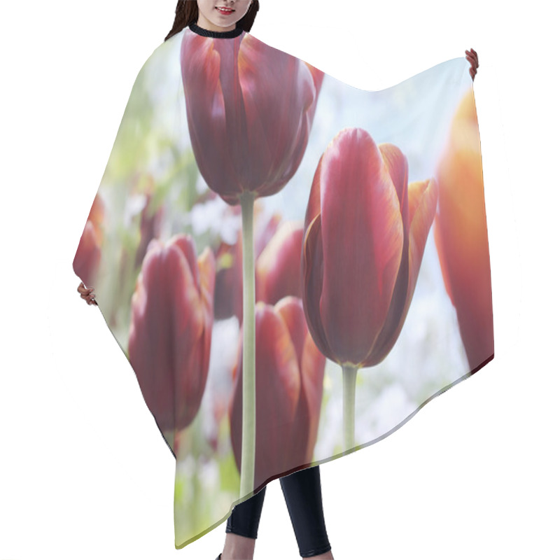 Personality  Dark magenta tulips in bloom hair cutting cape