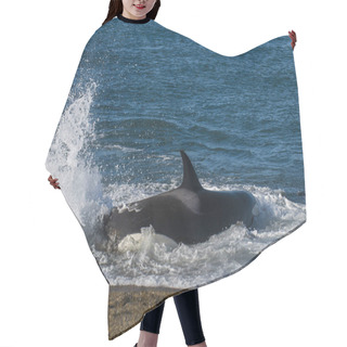 Personality  Right Whale, Patagonia , Argentina  Hair Cutting Cape
