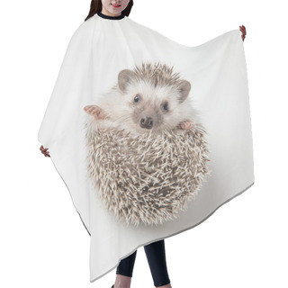 Personality  Adorable Grey Hedgehog With Spike Rests On Back On White Background Hair Cutting Cape