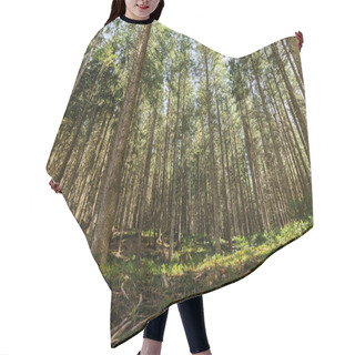 Personality  Fir Forest With Sunlight On Green Meadow  Hair Cutting Cape