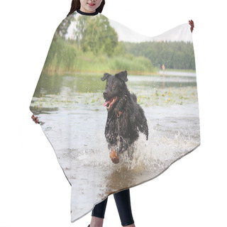 Personality  Happy Swiss Mountain Dog Crossbreed Running In The Water Hair Cutting Cape