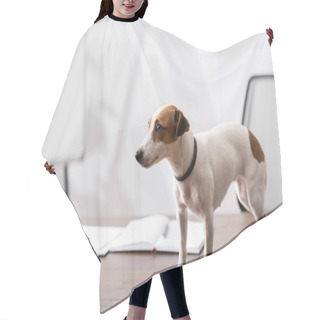 Personality  Jack Russell Terrier Looking Away Near Plant On Office Table  Hair Cutting Cape