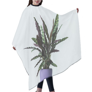 Personality  Calathea Lancifolia In Pot Isolated On Grey Background  Hair Cutting Cape