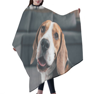 Personality  Selective Focus Of Adorable Beagle Dog Looking At Camera In Living Room Hair Cutting Cape