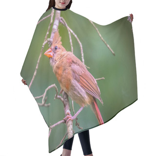 Personality  Cardinal Birds Hanging Out On A Tree Hair Cutting Cape