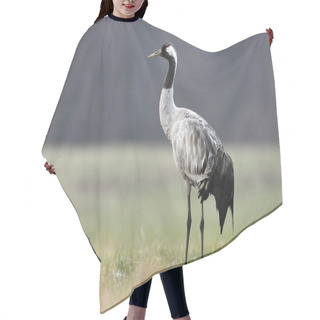 Personality  Close Up View Of Common Crane In Natural Habitat Hair Cutting Cape