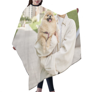 Personality  Cropped View Of Woman With Pampered Pomeranian Spitz In Hands Walking On Urban Street, Joyful Moment Hair Cutting Cape