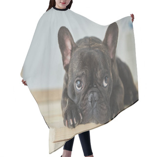 Personality  Close-up View Of Adorable Black French Bulldog Lying On Wooden Table  Hair Cutting Cape