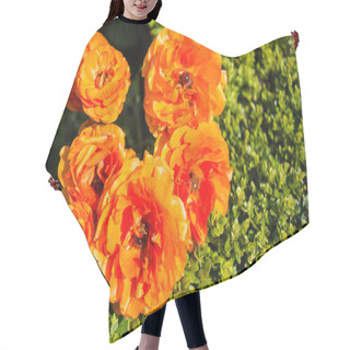 Personality  Top View Of Beautiful Orange Ranunculus Flowers With Green Leaves Background Hair Cutting Cape