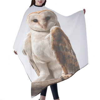 Personality  Cute Wild Barn Owl On Wooden Branch On Grey Background Hair Cutting Cape