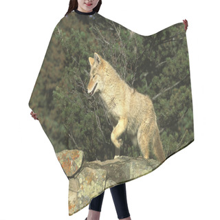 Personality  COYOTE Canis Latrans Hair Cutting Cape
