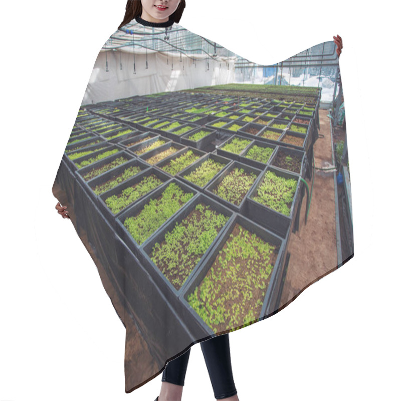 Personality  Ornamental Plants And Flowers In Modern Hydroponic Greenhouse Nursery Or Glasshouse, Industrial Horticulture Hair Cutting Cape