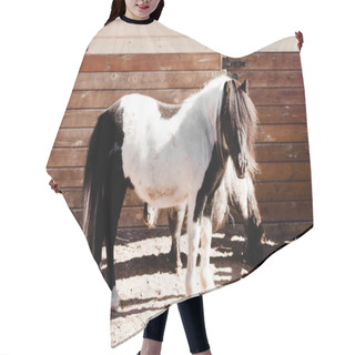 Personality  Pony Horses Standing Near Wooden Fence  Hair Cutting Cape