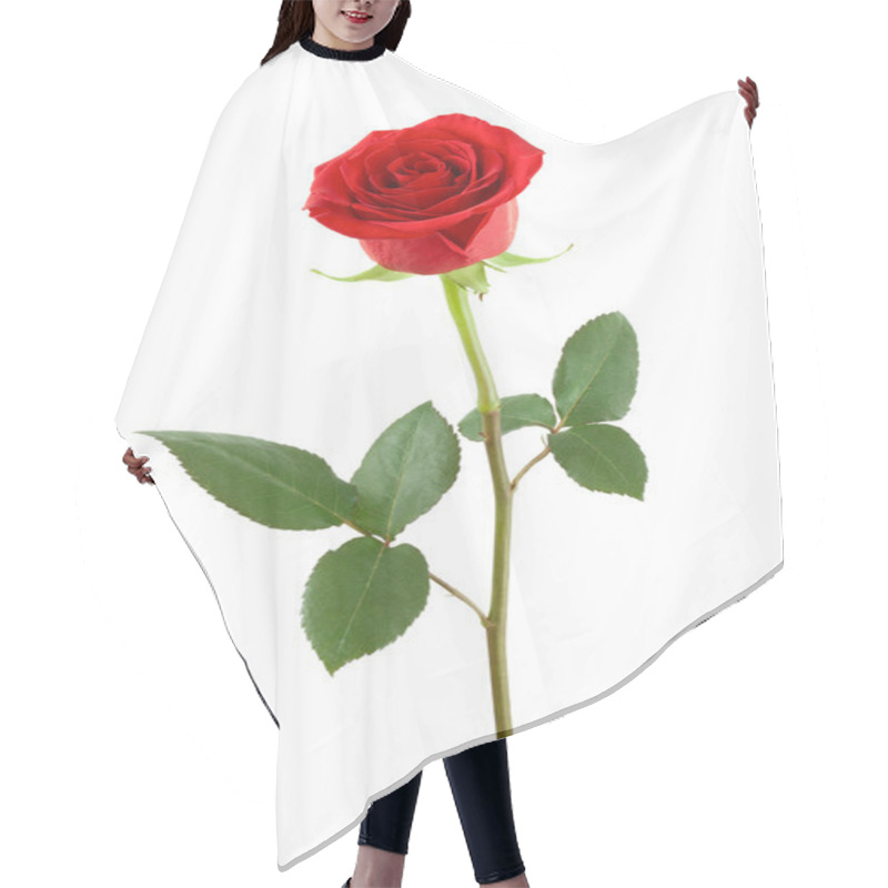 Personality  One red rose. hair cutting cape