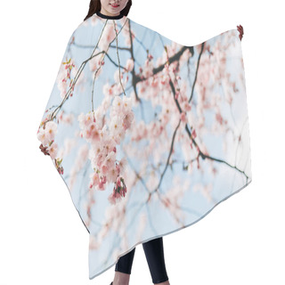 Personality  Selective Focus Of Beautiful Cherry Tree Blossom And Blue Sky Hair Cutting Cape