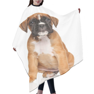 Personality  German Boxer Puppy On White Hair Cutting Cape
