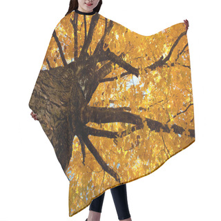 Personality  Fall Leaves On A Tree Hair Cutting Cape