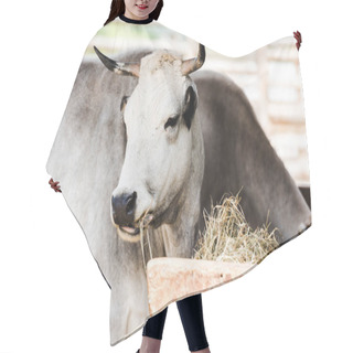 Personality  Selective Focus Of Bull With Horns Eating Hay In Zoo  Hair Cutting Cape