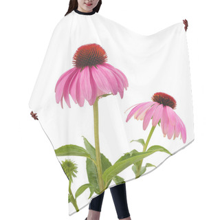 Personality  Purple Coneflowers Isolated Hair Cutting Cape