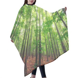 Personality  Beautiful Nature At Morning In The Misty Spring Forest With Sun  Hair Cutting Cape