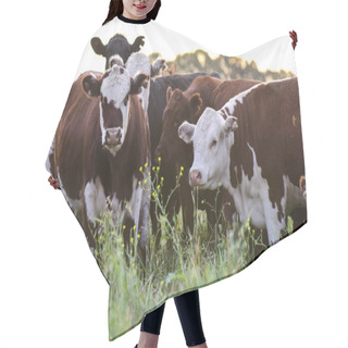 Personality  Cows In The Argentine Countryside Hair Cutting Cape