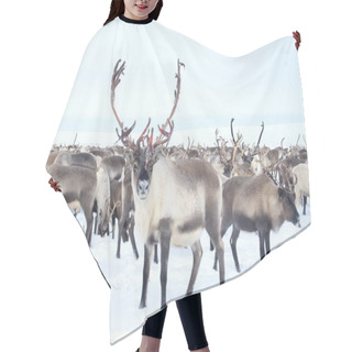 Personality  Reindeer In The Sima Tundra In Snow. Hair Cutting Cape