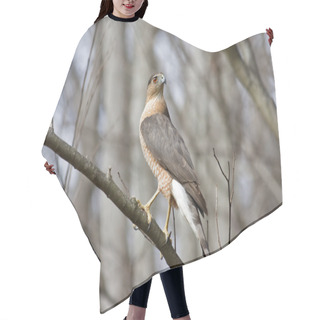 Personality  Cooper's Hawk Hair Cutting Cape