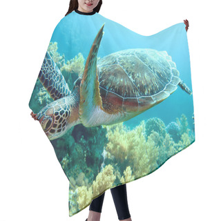 Personality  Green Sea Turtle Hair Cutting Cape