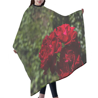 Personality  Close Up View Of Red Rose Flowers With Green Leaves At Background Hair Cutting Cape
