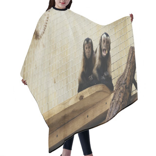 Personality  Brown Wild Chimpanzee Eating Bread In Zoo Hair Cutting Cape