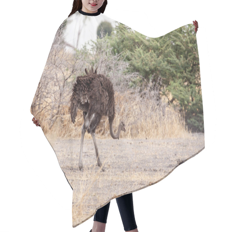 Personality  Ostrich - Okavango Delta - Moremi N.P. Hair Cutting Cape