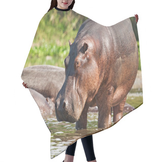 Personality  Wild Hippo Hair Cutting Cape
