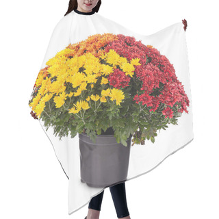 Personality  Orange, Yellow And Red Chrysanthemum Hair Cutting Cape