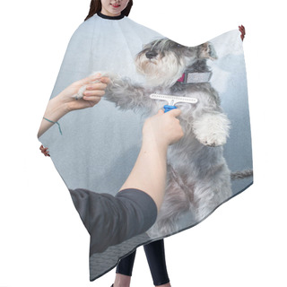 Personality  Miniature Schnauzer In A Hairdressing Session In A Veterinary Clinic Hair Cutting Cape