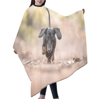 Personality  A Brown And Black Dog (dachshund) Runs Towards The Camera With Its Ears Flying And One Paw Raised. Hair Cutting Cape