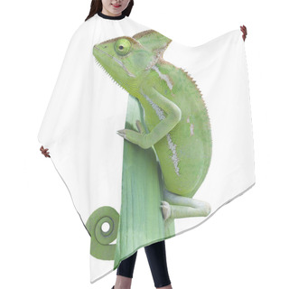 Personality  Exotic Lizard Reptile, Chameleon Hair Cutting Cape